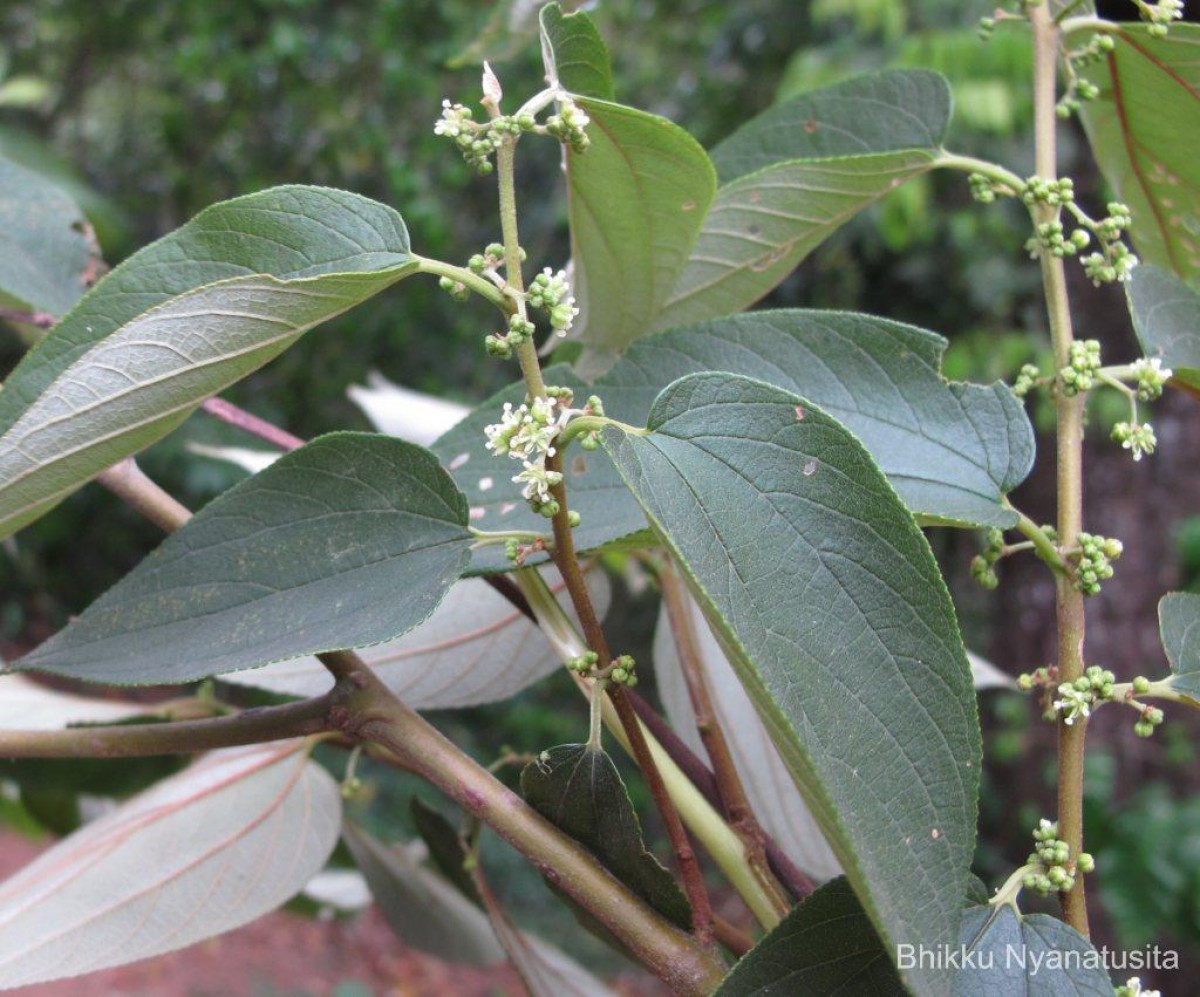 Trema orientale (L.) Blume